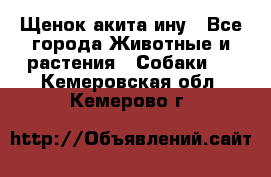 Щенок акита ину - Все города Животные и растения » Собаки   . Кемеровская обл.,Кемерово г.